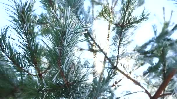 Pine branches with ice and snow, winter nature background — Stock Video