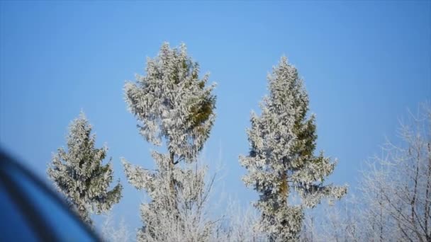 Gefrorene Baumkrone auf blauem Himmel Hintergrund — Stockvideo