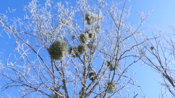 Corona de árbol congelada sobre fondo de cielo azul — Vídeos de Stock