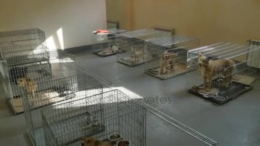 Sığınakta bir sürü sokak köpeği var.