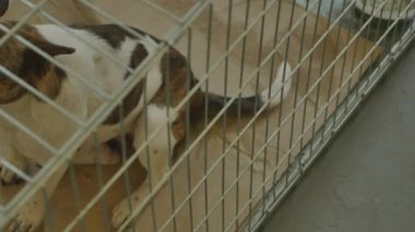 Sığınakta bir sürü sokak köpeği var.