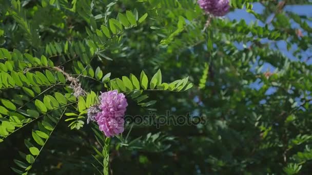 Grenar av lila blommor mot blå himmel bakgrund sammansättning — Stockvideo