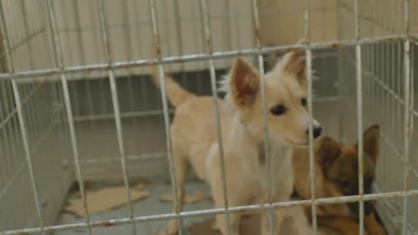 Üzgün köpek kafes içinde kilitli — Stok video