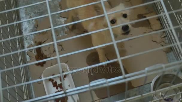 Ledsen hund låst i bur — Stockvideo