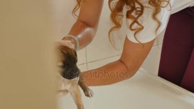 Şirin pug köpek yıkama havza Sahibe göre banyo vücut,