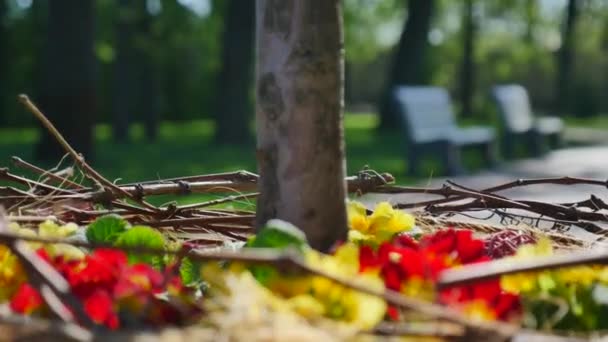 Red And Yellow Flowers Around The Tree Trunk Closeup With Benches