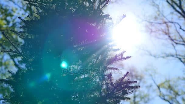 Ramas de abeto verde brillantemente iluminado y agujas contra el fondo del cielo azul suave — Vídeo de stock