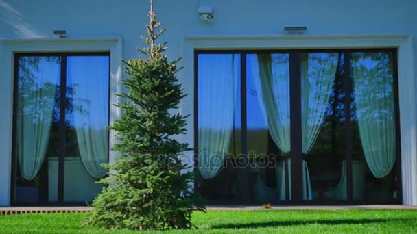 Árbol de Navidad en la hierba verde cerca de las ventanas — Vídeos de Stock