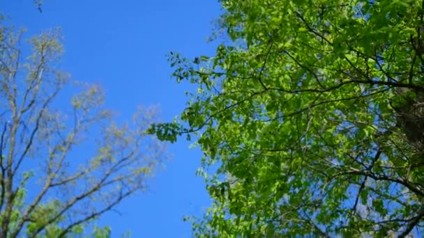 Гілки дерева на фоні блакитного неба — стокове відео