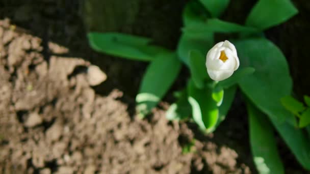Bílý Tulipán na pozadí země pohled shora — Stock video