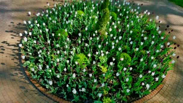 Lit de fleurs rond avec tulipes et buisson — Video