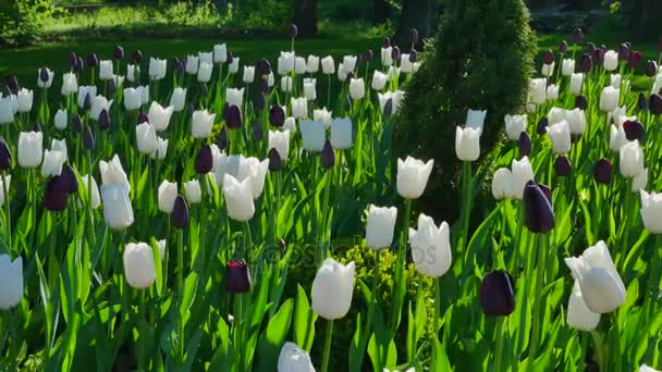 Tulipanes púrpura y blanco fondo verde — Vídeo de stock