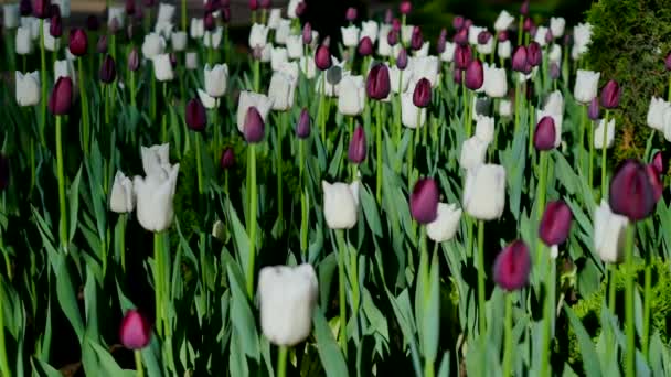 Tulipanes púrpura y blanco fondo verde — Vídeo de stock