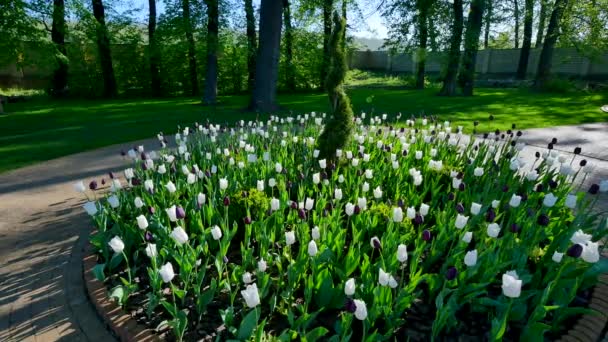 Lit de fleurs rond avec tulipes et buisson — Video