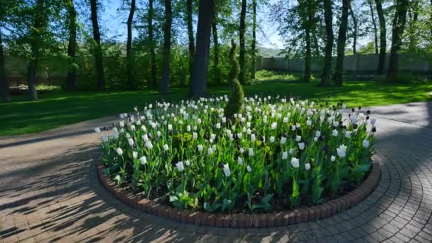 Canteiro de flores redondo com tulipas e arbusto — Vídeo de Stock