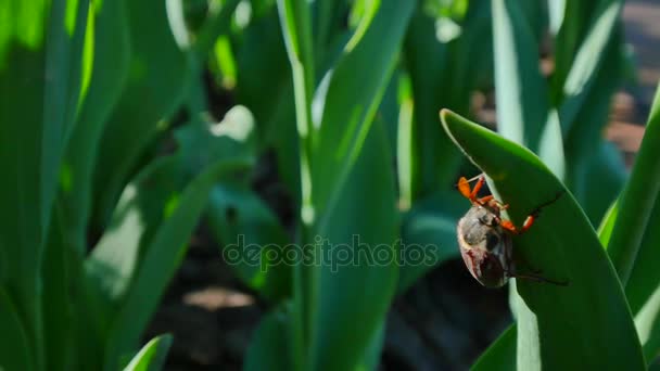 Käfer auf einem grünen Blatt einer Tulpe — Stockvideo