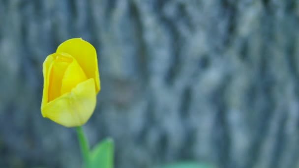 Sárga tulipán, a háttérben egy fa törzse — Stock videók