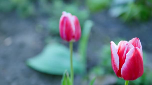 Różowe tulipany w ruchu — Wideo stockowe