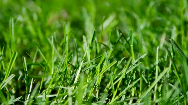 Frisse ochtenddauw op het gras van een voorjaar en little lieveheersbeestje, natuurlijke achtergrond - close-up — Stockvideo