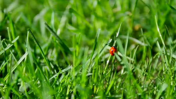 Rood lieveheersbeestje en chafer bug op een groen gras-closeup — Stockvideo