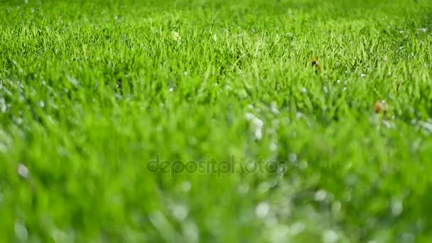 金龟子在绿色的草地上 — 图库视频影像