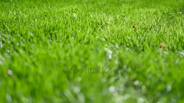 galettes sur l'herbe verte 