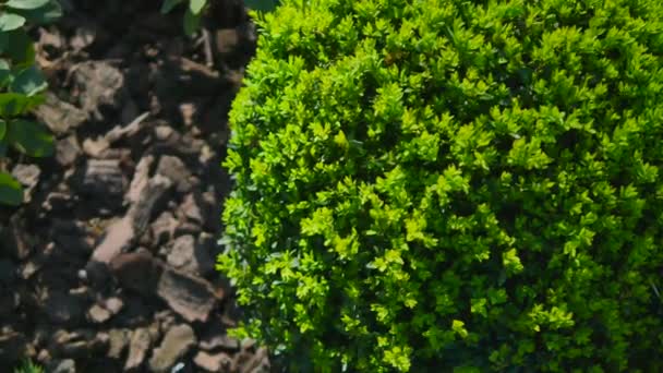 Close-up vista de arbustos florescendo verde no fundo do solo — Vídeo de Stock