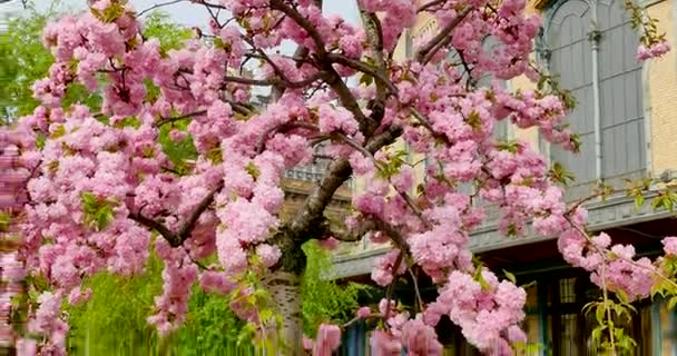 Cherry blossom nära byggnaden Fönstren — Stockvideo