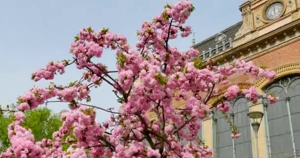 Flor de cerezo cerca de las ventanas del edificio — Vídeos de Stock