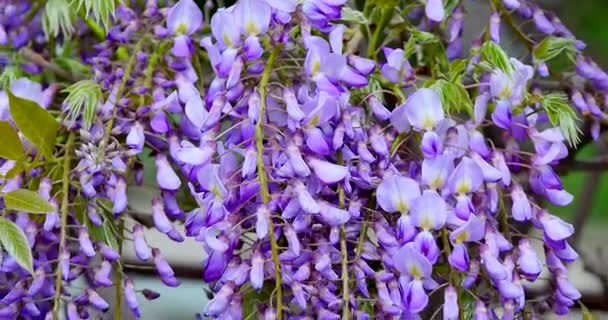 Closeup lila bloemen wapperen in de wind — Stockvideo