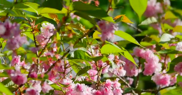 Bees fly over blooming pink cherry — Stock Video