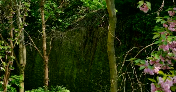 Mur dans le vert près des arbres à fleurs, printemps — Video