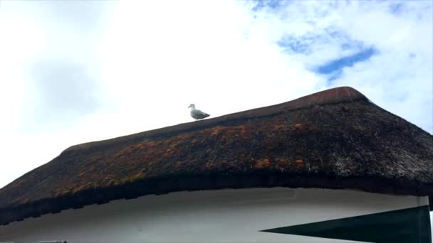 La gaviota se sienta en un techo de paja en el fondo azul del cielo — Vídeo de stock