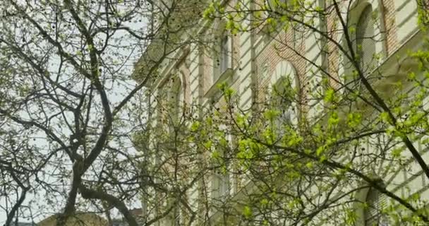 Tavaszi zöld fák épület fala közelében — Stock videók