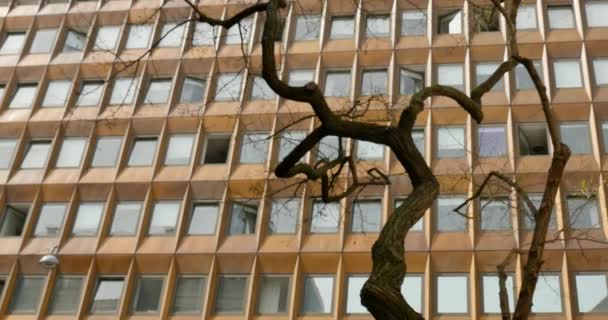geschwungener Baum auf dem Hintergrund eines Gebäudes mit vielen Fenstern