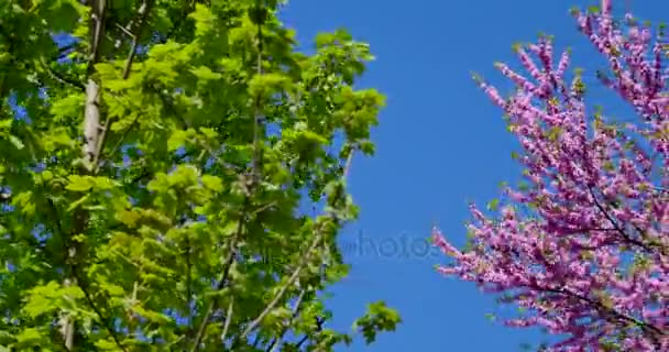 Green Tree,cherry blossom, lantern on he blue sky background — Stock Video