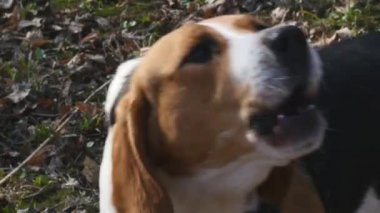 Genç bigl köpek bir bahar sokak. Bir köpek portresi