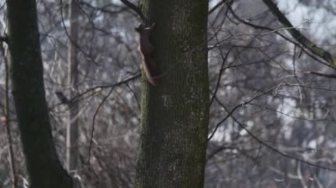 bir ağaç kök sincap tırmanıyor