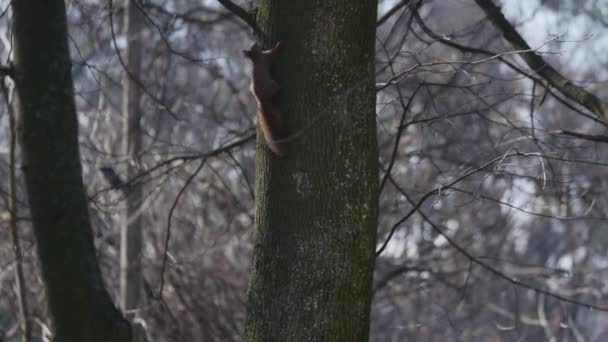 Білка піднімається на стовбур дерева — стокове відео