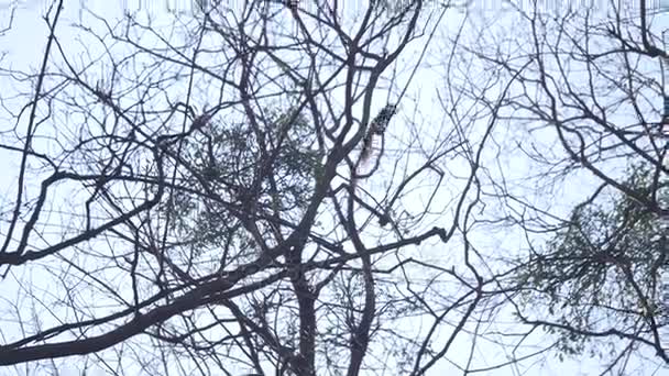 écureuil grimpe une tige d'arbre 