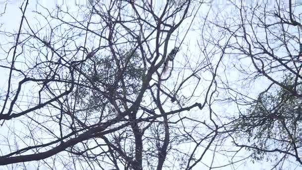 Ardilla está escalando un tallo de árbol — Vídeo de stock