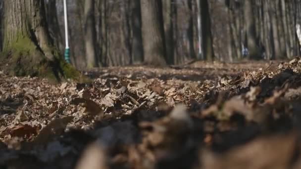 Fietser rijden op hoge snelheid in het park in het najaar — Stockvideo