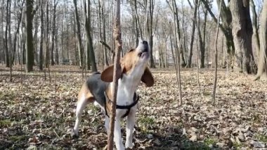 Genç bigl köpek bir bahar sokak. Bir köpek portresi