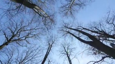 Harika sonbahar orman. Ağaçların başında mavi gökyüzüne karşı ayı.