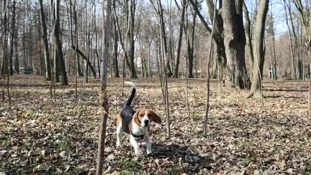 Un joven perro bigl en un parque de primavera — Vídeos de Stock