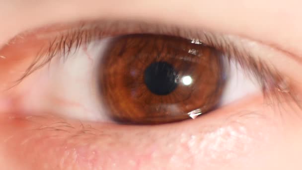 Iris oculaire humain en contraction. Extrême gros plan — Video
