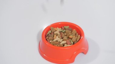 Ağır çekim: evde beslenen hayvan yiyecek bir yığın beyaz zemin üzerine düşüyor