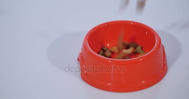 SLOW MOTION: falling of pet food on a heap on white background — Stock Video