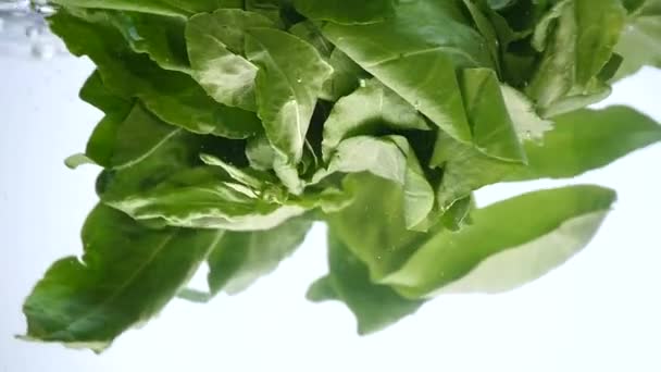 Folha de espinafre verde com gotas de água e respingo isolado no branco — Vídeo de Stock