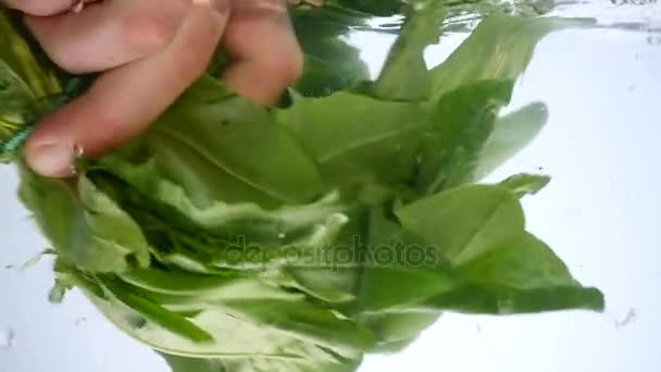 Hoja de espinaca verde con gotas de agua y salpicaduras aisladas en blanco — Vídeos de Stock